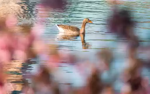 A duck swimming in the water near a tree  from Chrome web store to be run with OffiDocs Chromium online