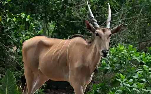 Adult antelope  from Chrome web store to be run with OffiDocs Chromium online