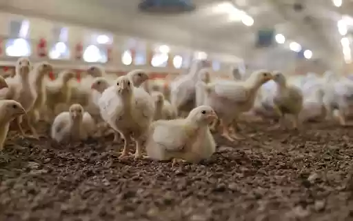 A flock of chicks  from Chrome web store to be run with OffiDocs Chromium online