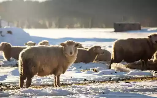A flock of sheep in the winter sky  from Chrome web store to be run with OffiDocs Chromium online