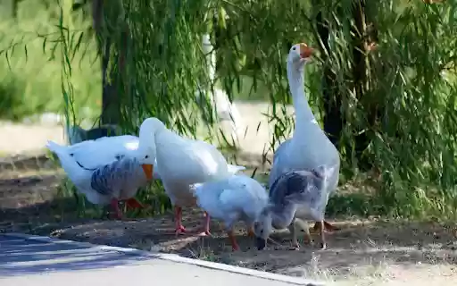 A flock of white geese under the tree  from Chrome web store to be run with OffiDocs Chromium online