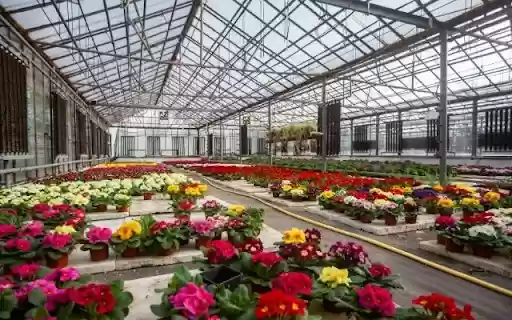 A Flourishing Tapestry of Primula Varieties  from Chrome web store to be run with OffiDocs Chromium online