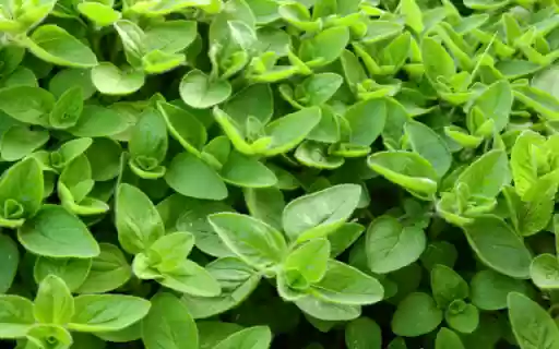 A Fragrant Herb with a Spicy Kick  from Chrome web store to be run with OffiDocs Chromium online