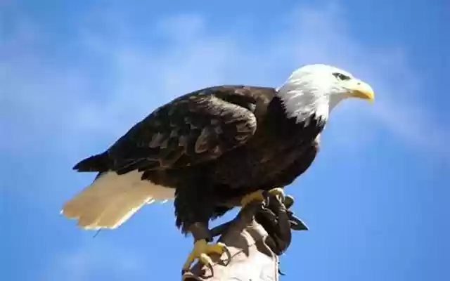 Aguila  from Chrome web store to be run with OffiDocs Chromium online