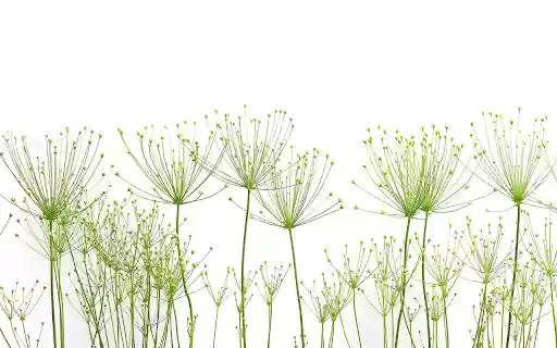Airplane flowers and grass  from Chrome web store to be run with OffiDocs Chromium online