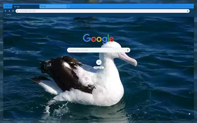 Albatross in the water from Chrome web store to be run with OffiDocs Chromium online Albatross in the water from Chrome web store to be run with OffiDocs Chromium online