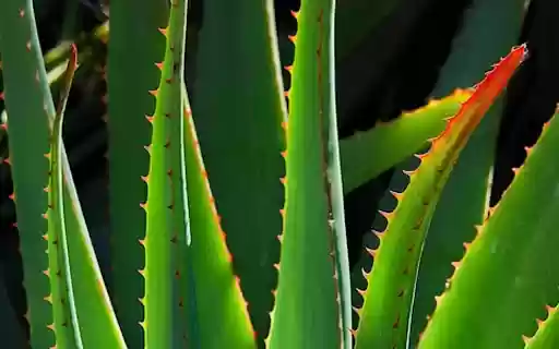ALOE Theme  from Chrome web store to be run with OffiDocs Chromium online
