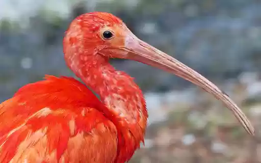 A long beaked bird  from Chrome web store to be run with OffiDocs Chromium online