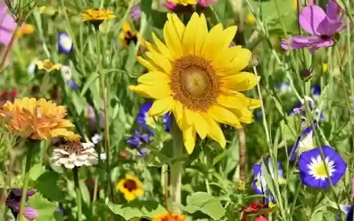 A Medley of Wildflower Diversity  from Chrome web store to be run with OffiDocs Chromium online