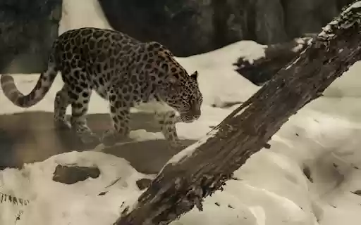 Amur Leopard Walking through Snowy Landscape  from Chrome web store to be run with OffiDocs Chromium online