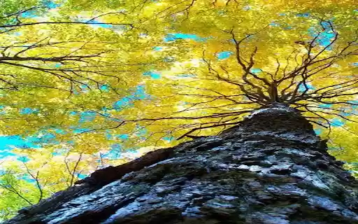 Ancient tree with yellow leaves wallpaper  from Chrome web store to be run with OffiDocs Chromium online