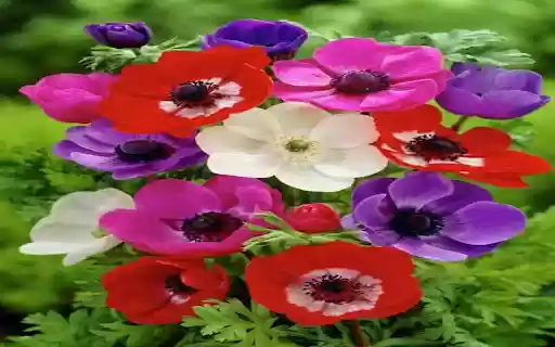 Anemone flower wallpaper from Chrome web store to be run with OffiDocs Chromium online Anemone flower wallpaper from Chrome web store to be run with OffiDocs Chromium online