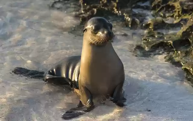 Animals  from Chrome web store to be run with OffiDocs Chromium online