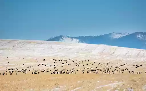 Animals on the steppe  from Chrome web store to be run with OffiDocs Chromium online