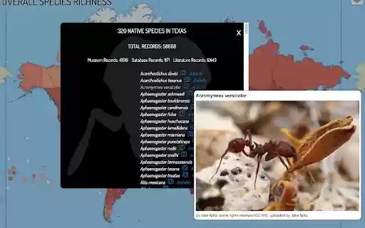 AntMaps Plus  from Chrome web store to be run with OffiDocs Chromium online
