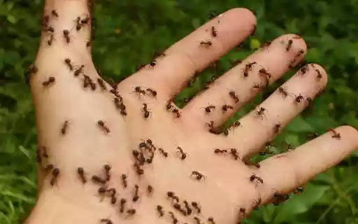 Ants crawling on hand  from Chrome web store to be run with OffiDocs Chromium online