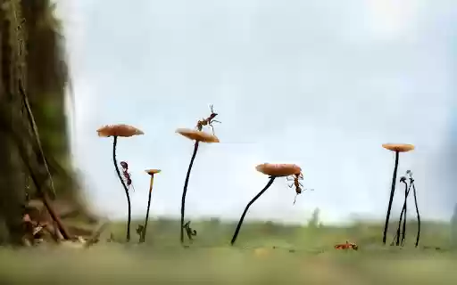 Ants have a good harvest  from Chrome web store to be run with OffiDocs Chromium online