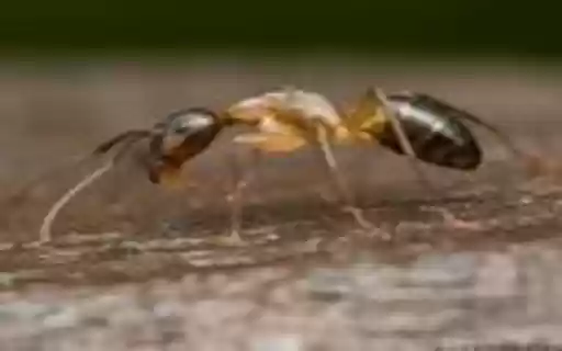 ant wallpaper  from Chrome web store to be run with OffiDocs Chromium online