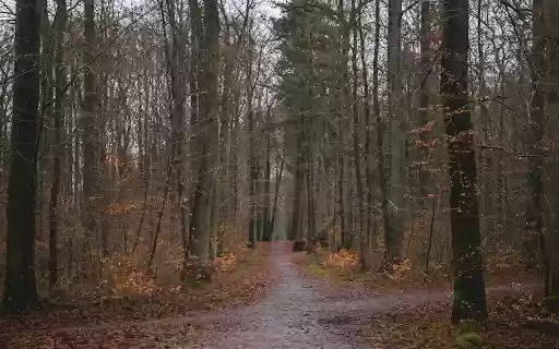 A path through the woods with trees and leaves  from Chrome web store to be run with OffiDocs Chromium online