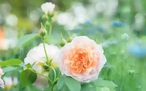 A Peach Perfection of Rosa  from Chrome web store to be run with OffiDocs Chromium online