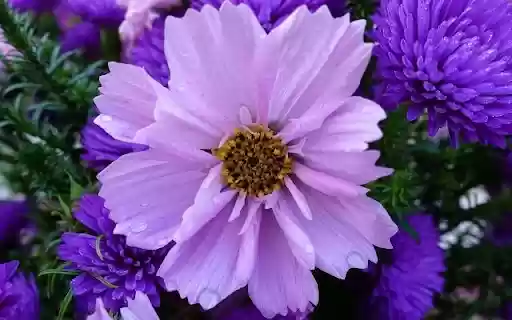 A Petal Perfect Cosmos and Aster Duet from Chrome web store to be run with OffiDocs Chromium online A Petal Perfect Cosmos and Aster Duet from Chrome web store to be run with OffiDocs Chromium online