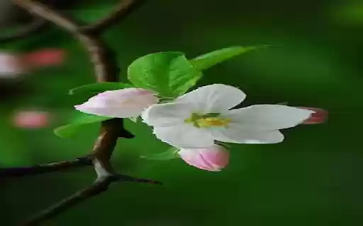 apple blossom wallpaper  from Chrome web store to be run with OffiDocs Chromium online