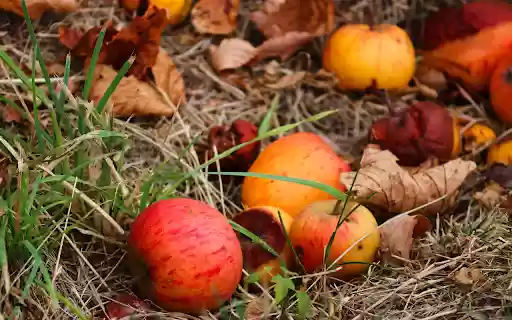 Apples fall from their roots  from Chrome web store to be run with OffiDocs Chromium online