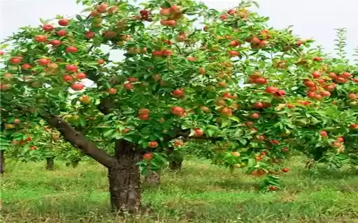 apple tree wallpaper with lots of fruit  from Chrome web store to be run with OffiDocs Chromium online