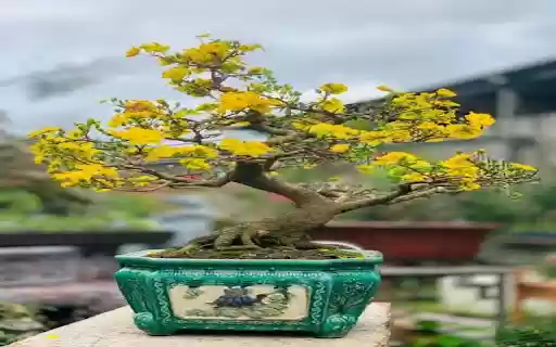 apricot blossom tree wallpaper  from Chrome web store to be run with OffiDocs Chromium online