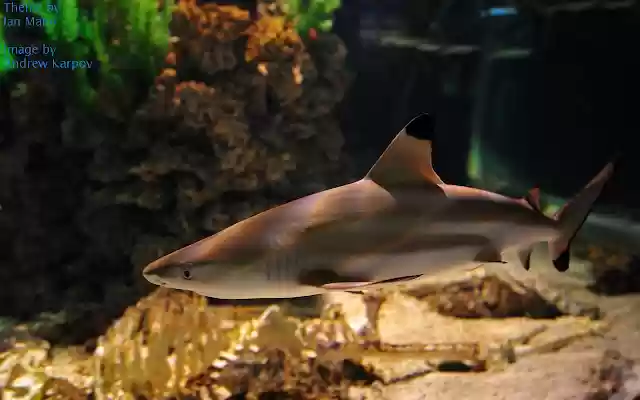 Aquarium Shark  from Chrome web store to be run with OffiDocs Chromium online