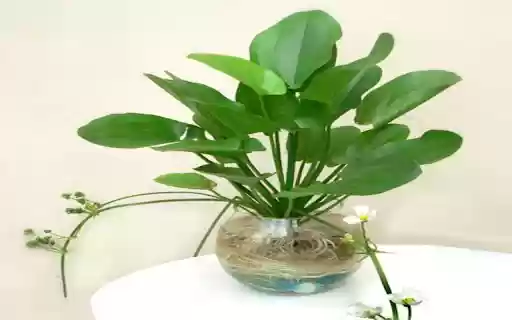 Aquatic plant wallpaper  from Chrome web store to be run with OffiDocs Chromium online