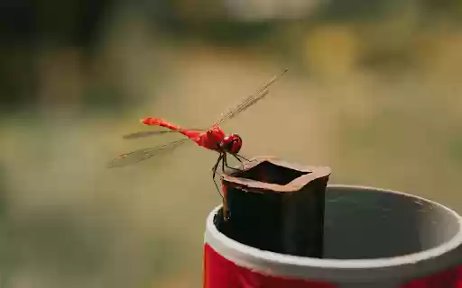 A red dragonfly on a can  from Chrome web store to be run with OffiDocs Chromium online