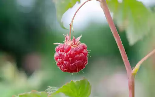 A red raspberry  from Chrome web store to be run with OffiDocs Chromium online