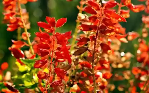 A Resplendent Stand of Salvia splendens  from Chrome web store to be run with OffiDocs Chromium online