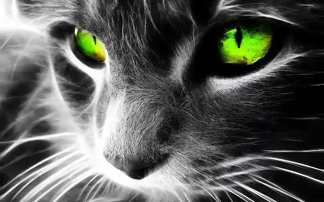 Art Cat from Chrome web store to be run with OffiDocs Chromium online Art Cat from Chrome web store to be run with OffiDocs Chromium online