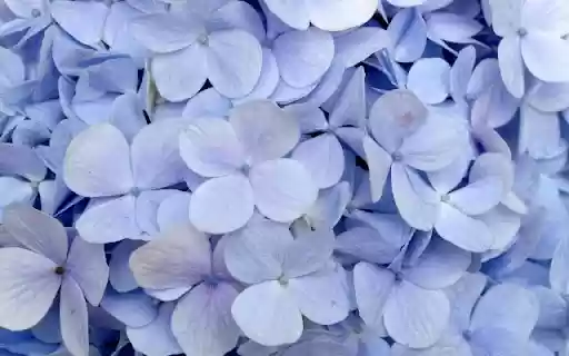 A Soft Azure Hydrangea Cluster  from Chrome web store to be run with OffiDocs Chromium online