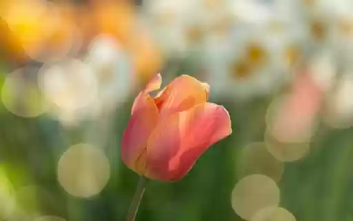 A Solitary Tulip in Soft Focus from Chrome web store to be run with OffiDocs Chromium online A Solitary Tulip in Soft Focus from Chrome web store to be run with OffiDocs Chromium online