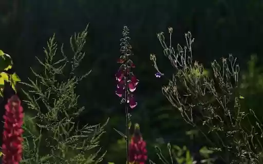 A Striking Silhouette of Digitalis purpurea  from Chrome web store to be run with OffiDocs Chromium online