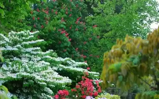 A Tapestry of Springtime Blooms from Chrome web store to be run with OffiDocs Chromium online A Tapestry of Springtime Blooms from Chrome web store to be run with OffiDocs Chromium online