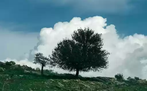 A Tree in a Verdant Landscape from Chrome web store to be run with OffiDocs Chromium online A Tree in a Verdant Landscape from Chrome web store to be run with OffiDocs Chromium online