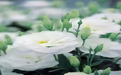Auspicious flowers wallpapers  from Chrome web store to be run with OffiDocs Chromium online