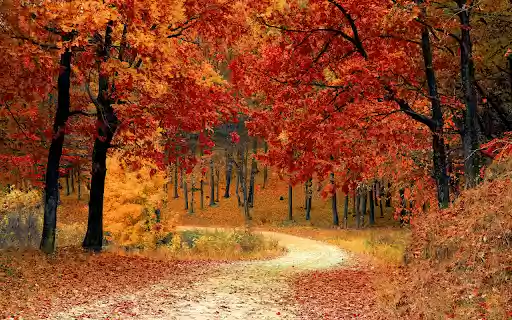 Autumn Forest Path  from Chrome web store to be run with OffiDocs Chromium online