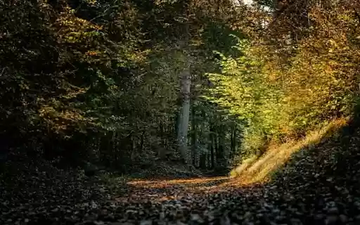 Autumn Forest Theme  from Chrome web store to be run with OffiDocs Chromium online