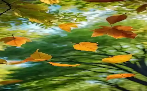 Autumn scene wallpaper  from Chrome web store to be run with OffiDocs Chromium online