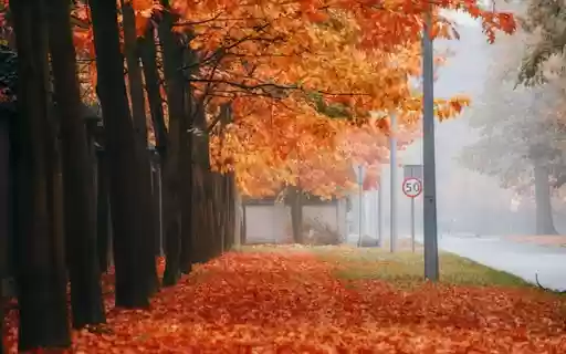 AUTUMN STREET THEME  from Chrome web store to be run with OffiDocs Chromium online