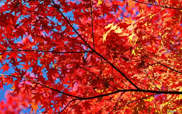Autumn tree  from Chrome web store to be run with OffiDocs Chromium online
