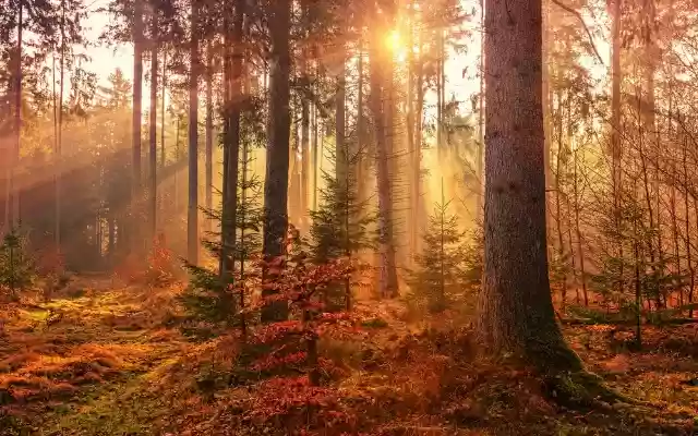 Autumn Woods Theme  from Chrome web store to be run with OffiDocs Chromium online