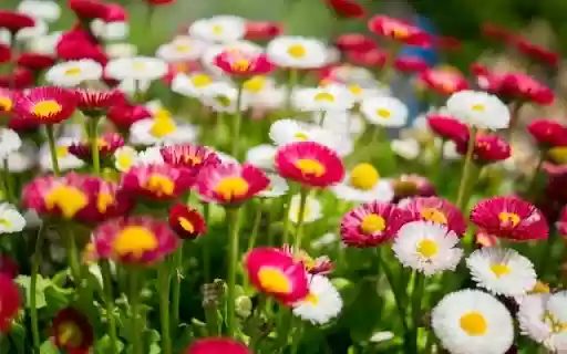 A Vibrant Carpet of Bellis perennis  from Chrome web store to be run with OffiDocs Chromium online