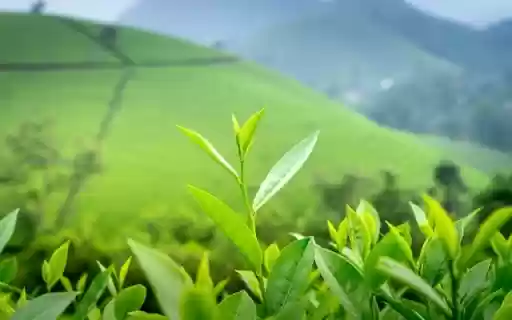 A Vibrant Display of Camellia sinensis  from Chrome web store to be run with OffiDocs Chromium online