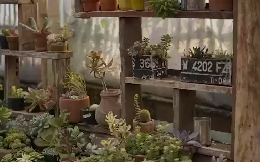 Baby bonsai corner  from Chrome web store to be run with OffiDocs Chromium online